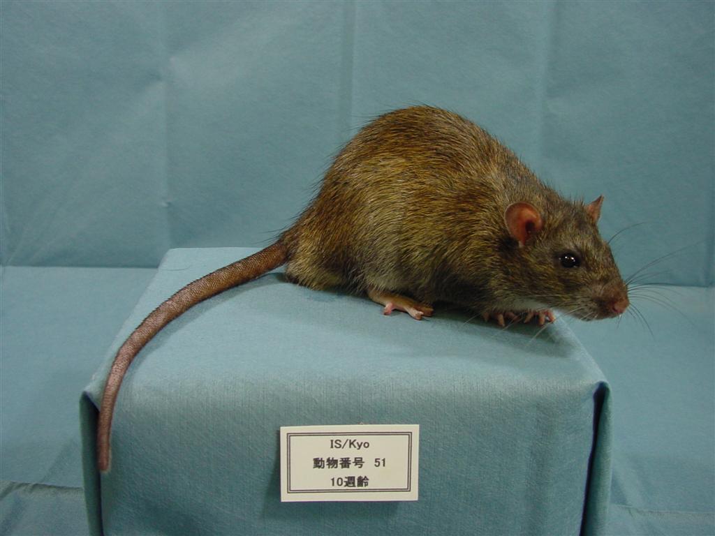 ラット系統